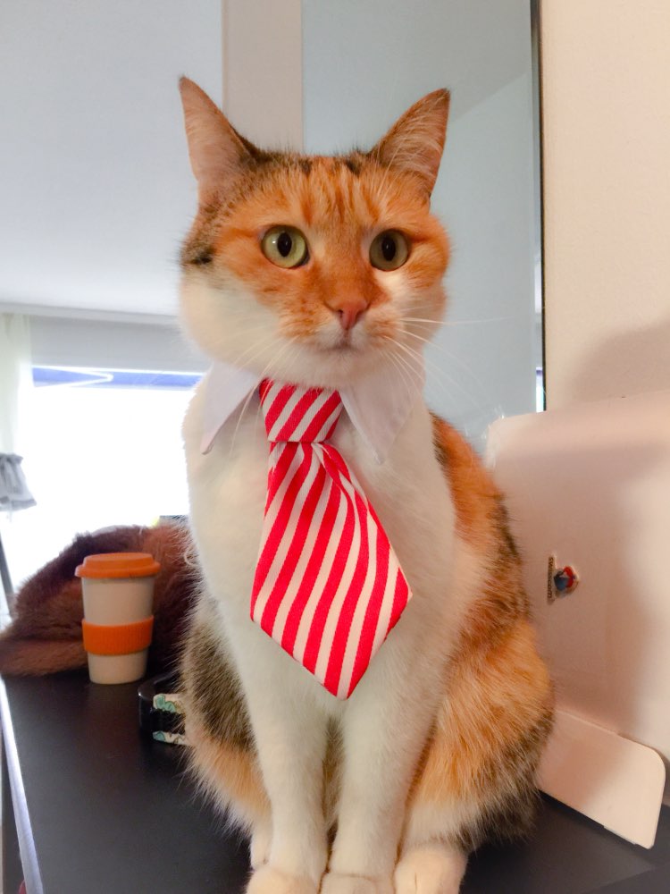 Cute Pet Ties, Dog Collar Cat Collar, Pet Bow Ties, Dog Tie, Smart Looking Pet Costume - American Smart