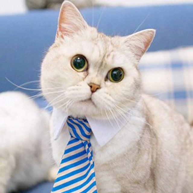 Cute Pet Ties, Dog Collar Cat Collar, Pet Bow Ties, Dog Tie, Smart Looking Pet Costume - American Smart